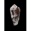 pennaceus praelatus 60,6mm