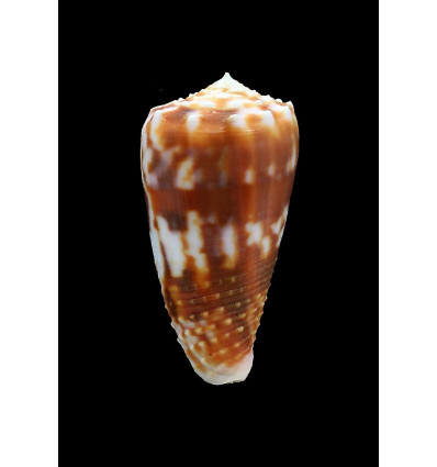 moluccensis 49,0mm