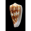 moluccensis 49,0mm