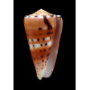barthelemyi 62,0mm
