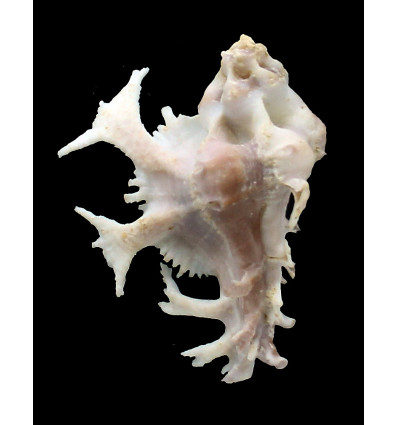 pele 55,0mm