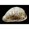 tigris 90,0mm FREAK