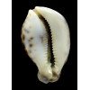tigris 90,0mm FREAK