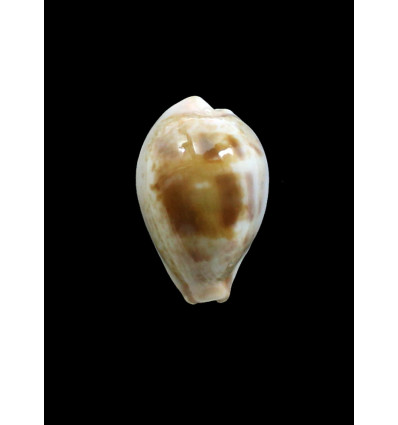 subviridis vaticina 28,5mm UNCOMMON