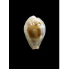 subviridis vaticina 28,5mm UNCOMMON
