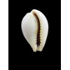 subviridis vaticina 28,5mm UNCOMMON