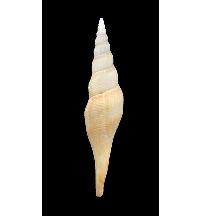 krigei 61,0mm