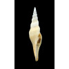 krigei 61,0mm
