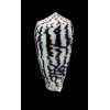 magus assimilis 68,0mm