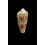 wittigi 31,0mm
