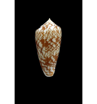 wittigi 31,0mm