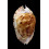 marginata consueta 61,5mm