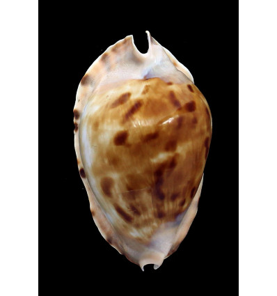 marginata consueta 61,5mm
