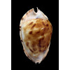 marginata consueta 61,5mm