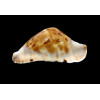 marginata consueta 61,5mm