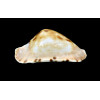 marginata consueta 61,5mm
