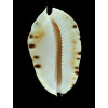 marginata consueta 61,5mm