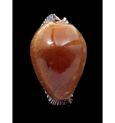 guttata azumai 56,0mm DARK