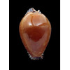 guttata azumai 56,0mm DARK