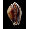 guttata azumai 56,0mm DARK