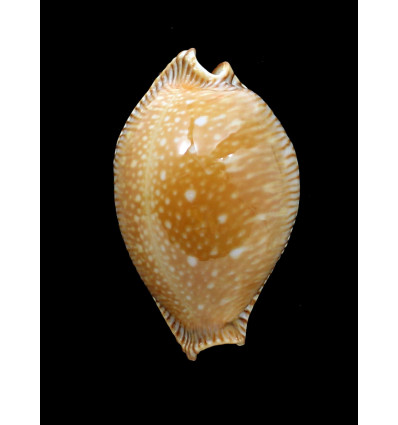 guttata surinensis 58,7mm