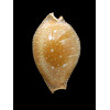 guttata surinensis 58,7mm