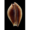 guttata surinensis 58,7mm