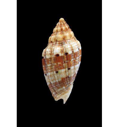 retemirabilis 48,5mm