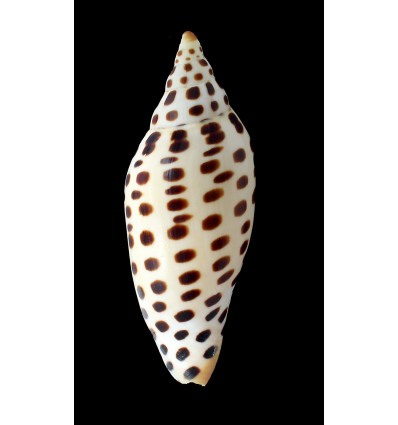 junonia 131,0mm MONSTER