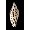 junonia 131,0mm MONSTER