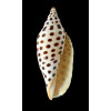 junonia 131,0mm MONSTER