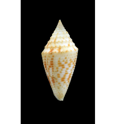 acutangulus 35,0mm
