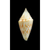 acutangulus 35,0mm