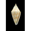 acutangulus 35,0mm