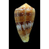 ermineus 87,0mm EXCEPTIONAL