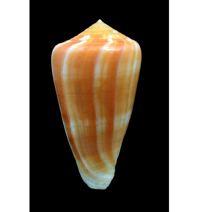 ermineus 85,0mm SPLENDID