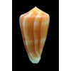 ermineus 85,0mm SPLENDID