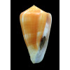 ermineus 85,0mm SPLENDID