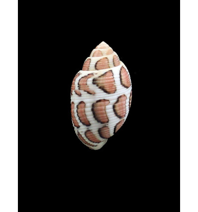 eloisae 29,0mm
