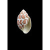 eloisae 29,0mm