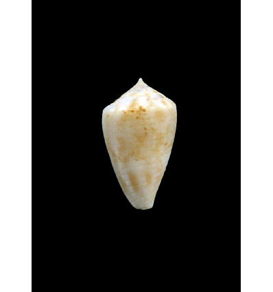SP 22,0mm
