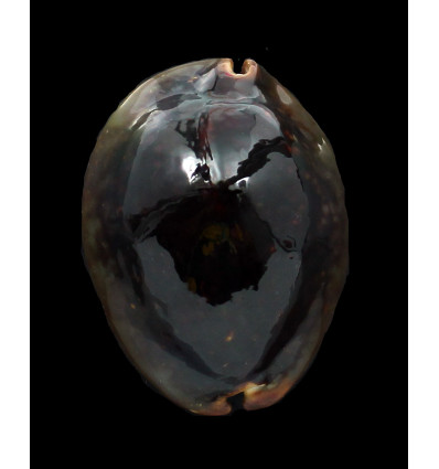 mauritiana 65,0mm NC