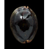 mauritiana 65,0mm NC