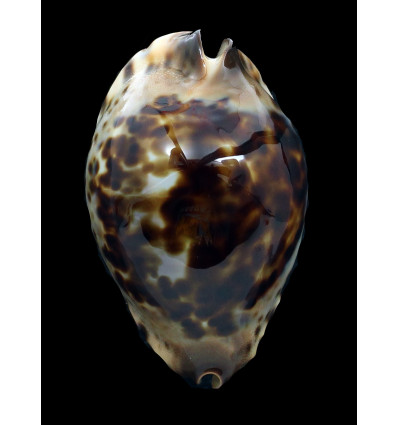 jeaniana 71,0mm
