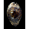 jeaniana 71,0mm