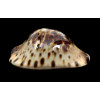 jeaniana 71,0mm