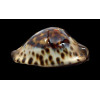 jeaniana 71,0mm