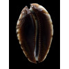 jeaniana 71,0mm
