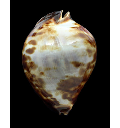 thersites 97,2mm GIANT