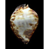 thersites 97,2mm GIANT